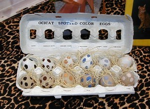 Ocicat III - Bob Cooney's Eggs